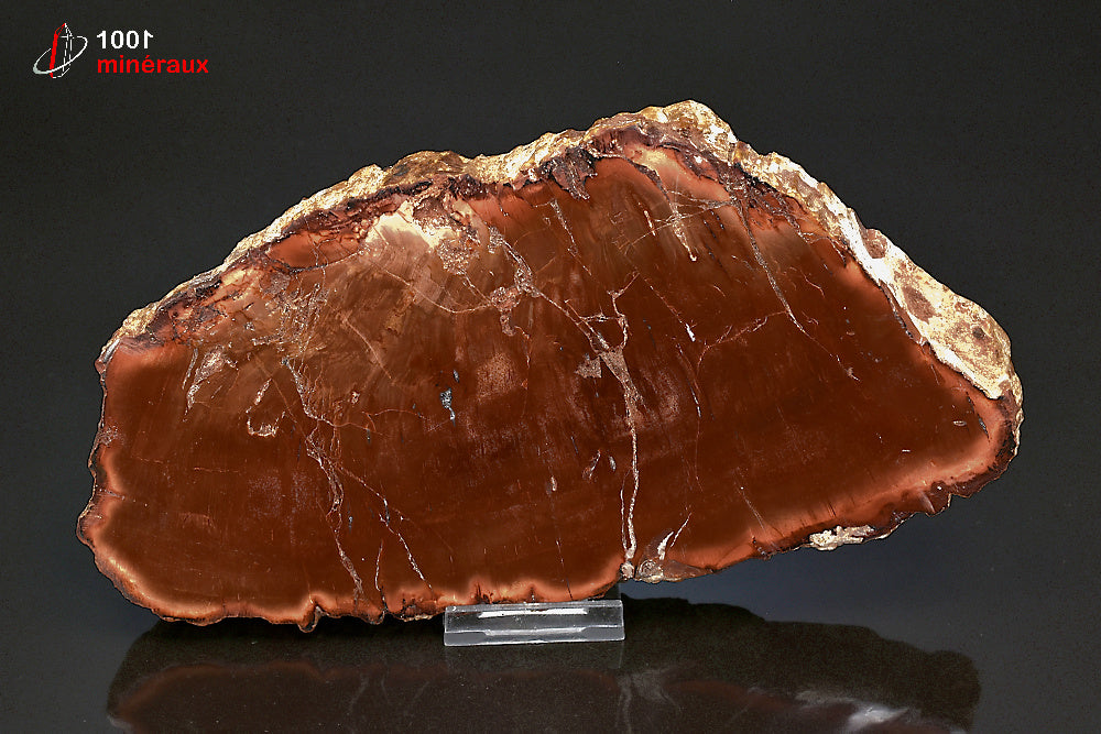 Grande tranche fossile de bois fossilisé rouge de Madagascar