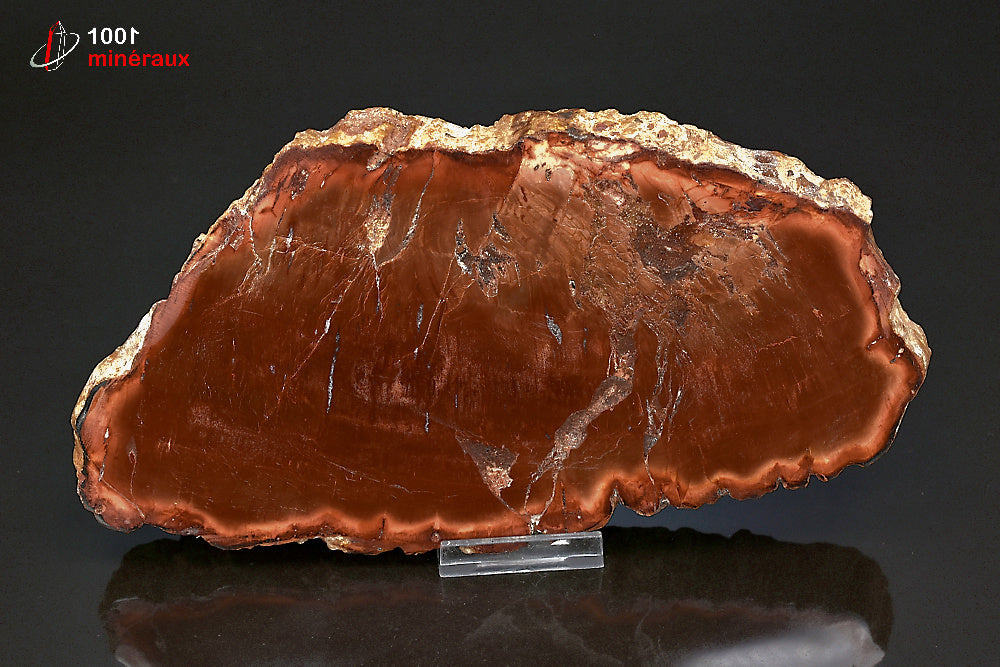 Grande tranche fossile de bois fossilisé rouge de Madagascar