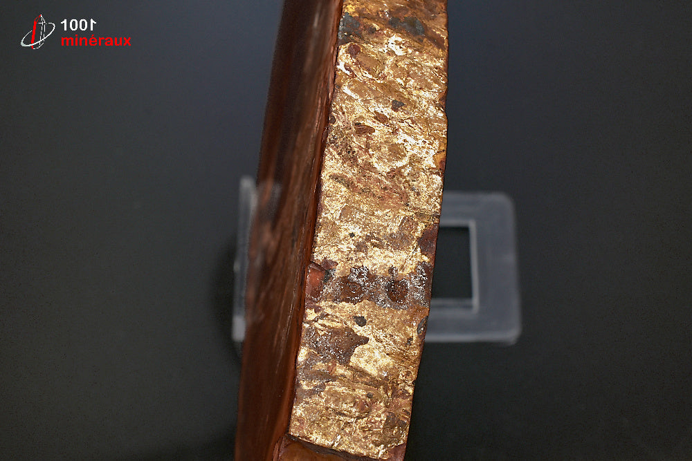 Grande tranche fossile de bois fossilisé rouge de Madagascar