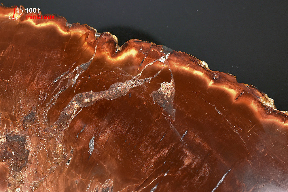 Grande tranche fossile de bois fossilisé rouge de Madagascar