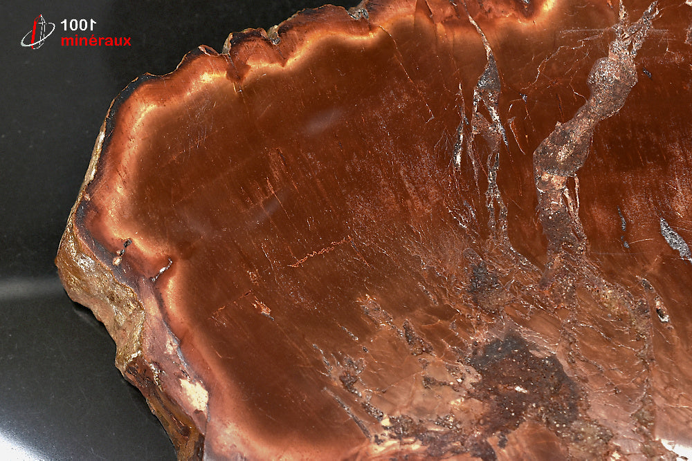 Grande tranche fossile de bois fossilisé rouge de Madagascar