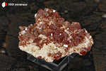 Vanadinite du Maroc (cristaux rouge foncé sur Barytine blanche) - 51 g / BG57 - Vignette | 1001 minéraux