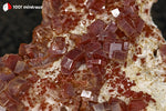 Vanadinite du Maroc (cristaux rouge foncé sur Barytine blanche) - 51 g / BG57 - Vignette | 1001 minéraux