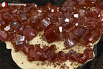 Vanadinite du Maroc (cristaux rouge foncé sur Barytine blanche) - 27 g / BG58 - Vignette | 1001 minéraux