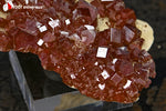 Vanadinite du Maroc (cristaux rouge foncé sur Barytine blanche) - 27 g / BG58 - Vignette | 1001 minéraux