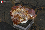 Vanadinite du Maroc (cristaux épais rouge foncé et jaunes, sur socle) - 66 g / BG59 - Vignette | 1001 minéraux