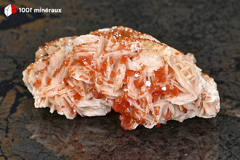 Vanadinite du Maroc - Nombreux cristaux orange vif sur Barytine blanc-beige cristallisée - 157 g - BH247