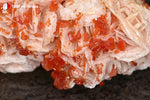 Vanadinite du Maroc (cristaux orange vif sur Barytine blanc-beige cristallisée) - 157 g / BH247 - Vignette | 1001 minéraux