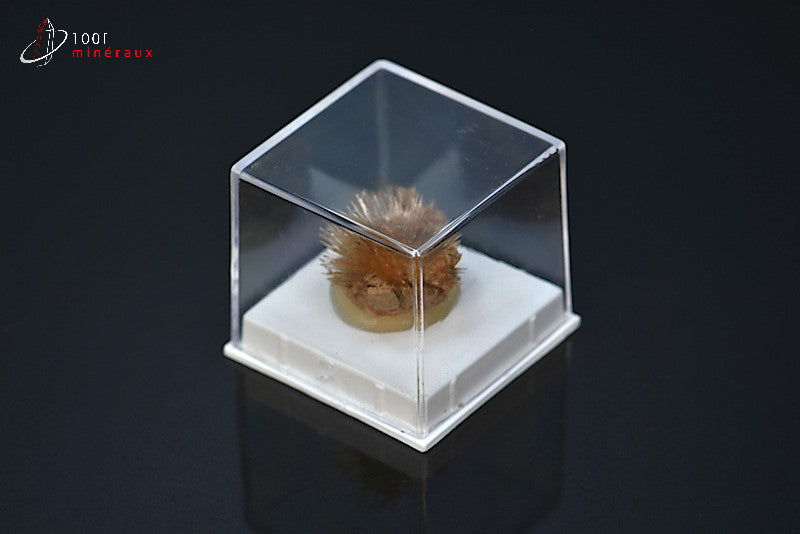 Minéral cristallisé d'aragonite aciculaire marron d'Espagne