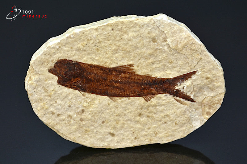 Spécimen d'un poisson fossile Knightia Eocaena sur matrice de calcaire.