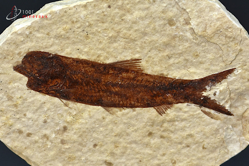 Spécimen d'un poisson fossile Knightia Eocaena sur matrice de calcaire.