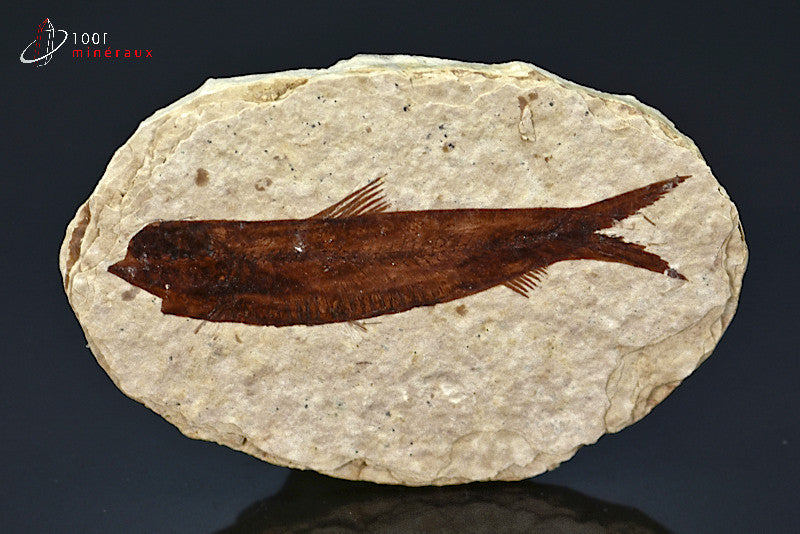 Spécimen d'un poisson fossile Knightia Eocaena sur matrice de calcaire.