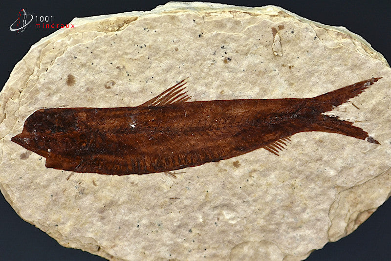 Spécimen d'un poisson fossile Knightia Eocaena sur matrice de calcaire.