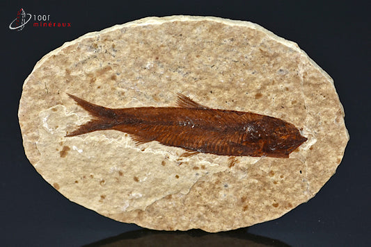 Poisson Knightia Eocena fossilisé des Etats-Unis