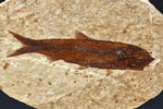 Poisson fossile Knightia - U.S.A. - Fossiles 8,4 cm / 27g / BH630 - Vignette | 1001 minéraux
