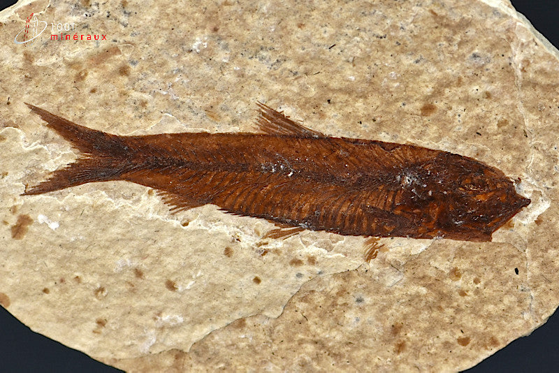 Poisson Knightia Eocena fossilisé des Etats-Unis