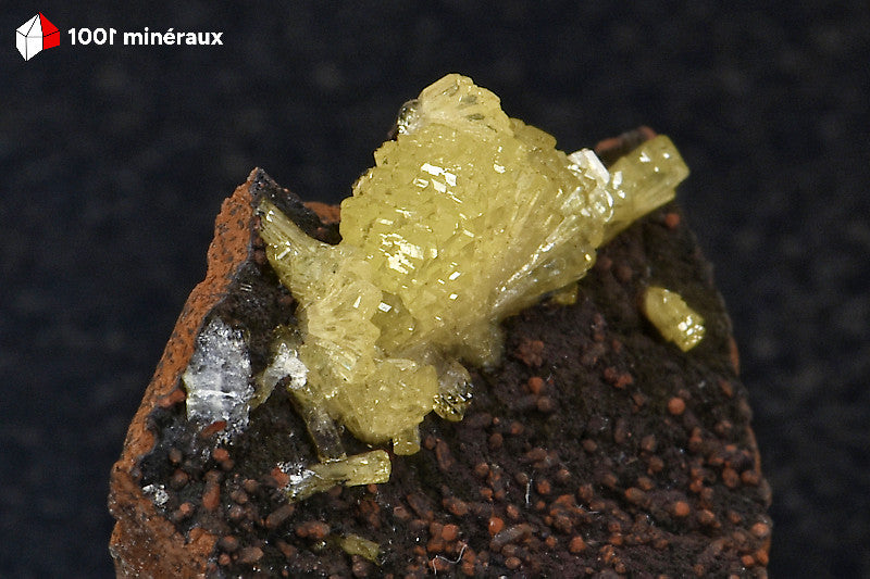 Adamite sur Limonite de Mapimí - Vue rapprochée du groupe de cristaux en éventail sur son support noir - BH713
