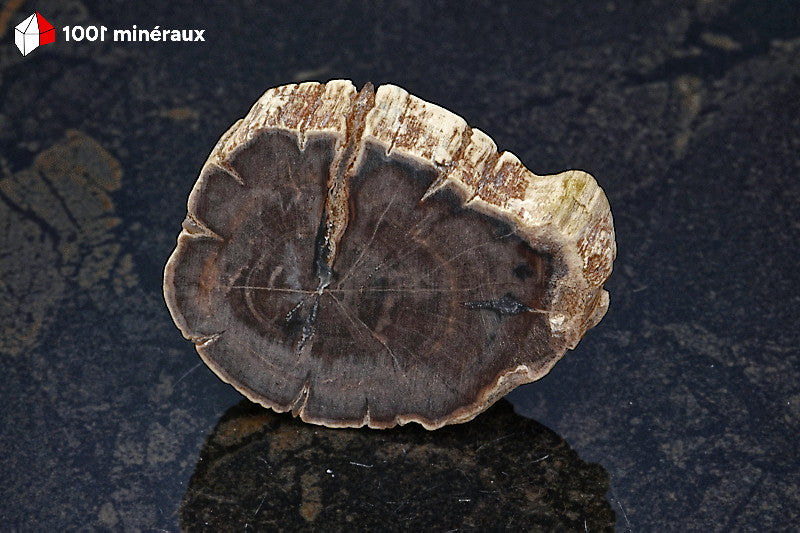 Bois pétrifié de Madagascar - Tranche polie brun foncé à écorce beige - 37 g - BH723
