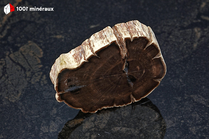 Bois pétrifié de Madagascar - Tranche aux deux faces polies avec quelques cernes - 4,7 x 4 x 1 cm - BH723
