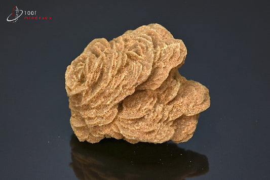 Minéral cristallisé de rose des sables du Sahara