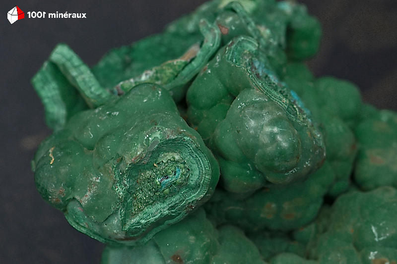 Malachite botryoïdale RDC - Détail des mamelons en grappes serrées - 309 g
