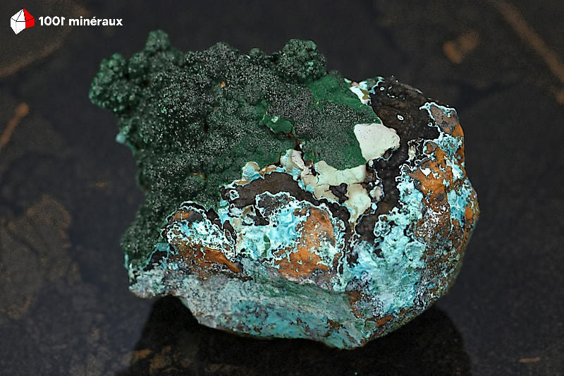 Malachite botryoïdale RDC - Vue d'ensemble, mamelons vert foncé sur Chrysocolle bleue et roche brune - 344 g - BJ810
