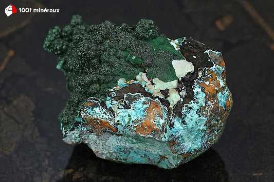 Malachite botryoïdale RDC - Vue d'ensemble, mamelons vert foncé sur Chrysocolle bleue et roche brune - 344 g - BJ810
