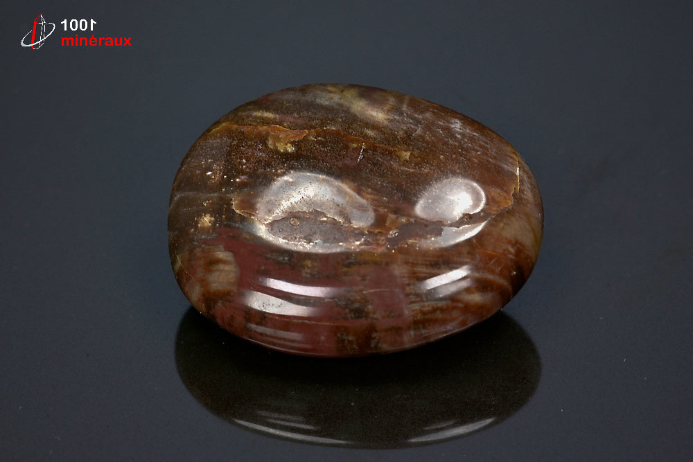 Fossile poli de bois fossilisé marron de Madagascar