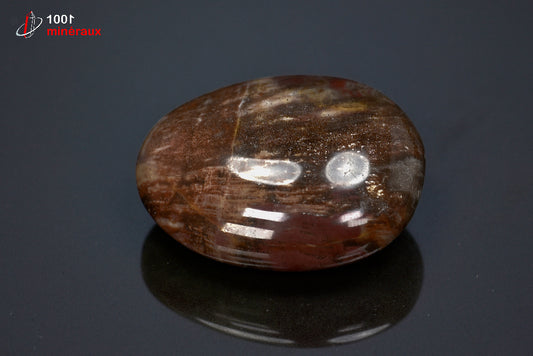 Fossile poli de bois fossilisé marron de Madagascar