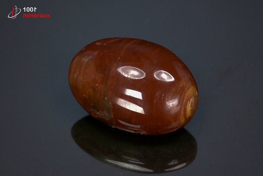 Fossile poli de bois fossilisé rouge de Madagascar