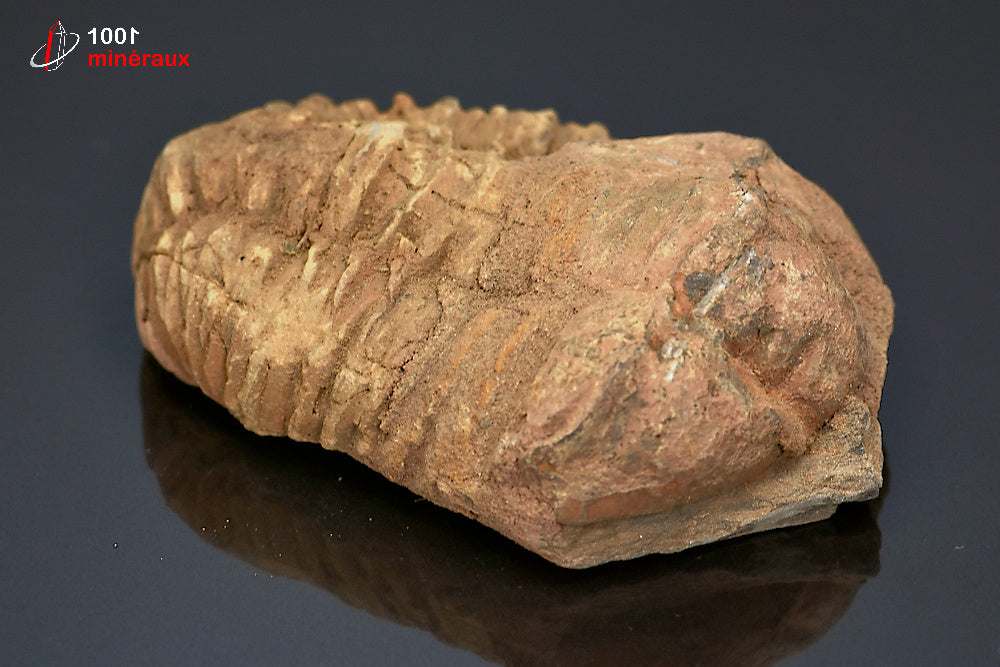 Fossile de trilobite calymene du Maroc