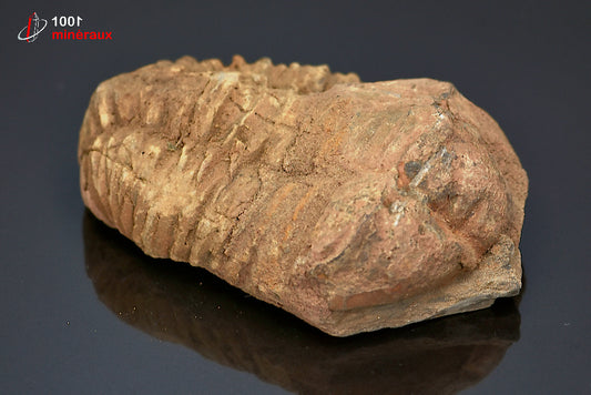 Fossile de trilobite calymene du Maroc