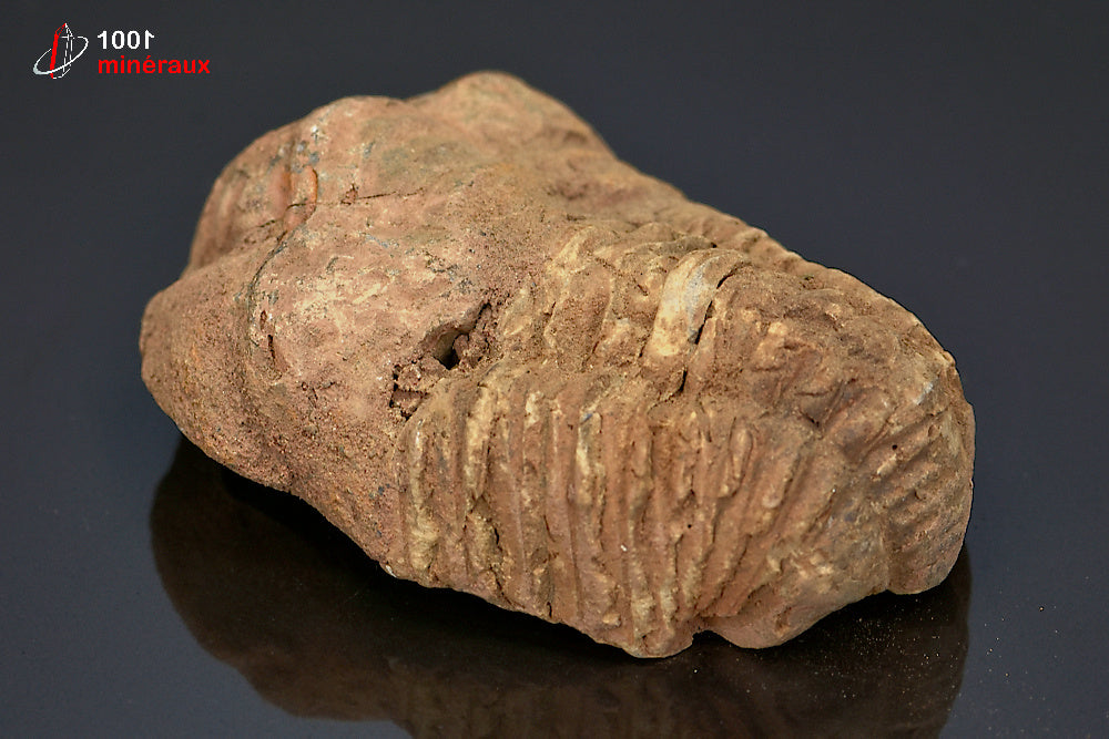 Fossile de trilobite calymene du Maroc