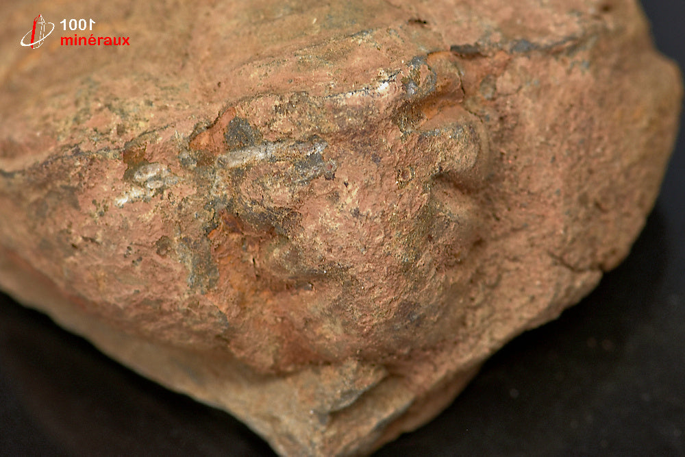Fossile de trilobite calymene du Maroc