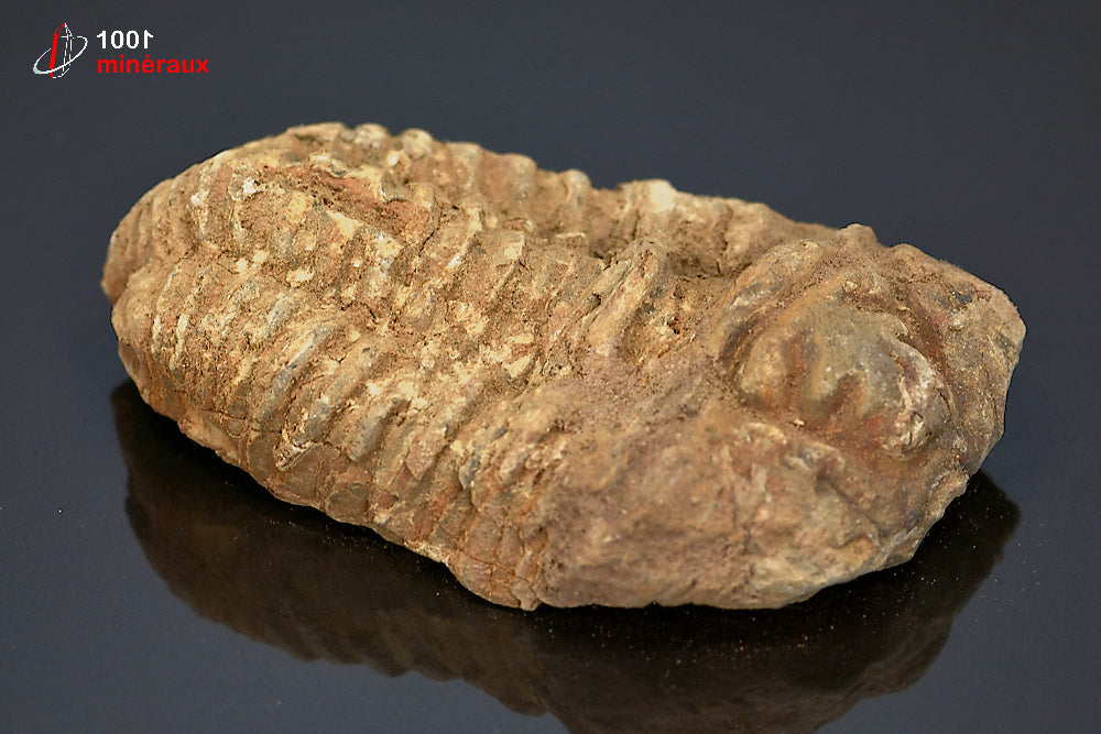 Fossile de trilobite calymene du Maroc