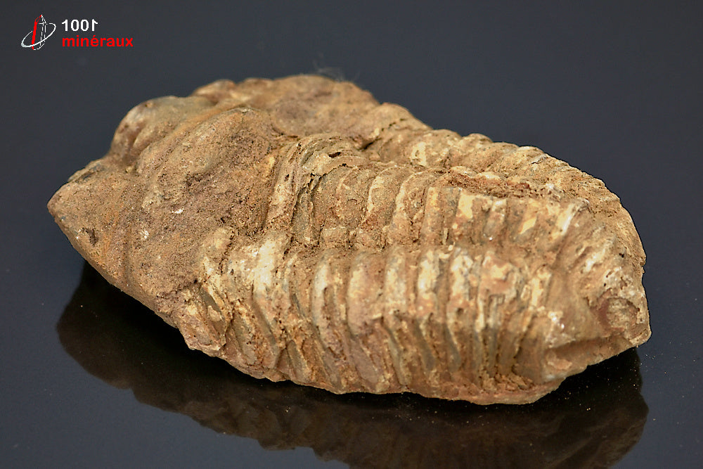 Fossile de trilobite calymene du Maroc