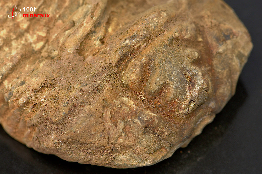 Fossile de trilobite calymene du Maroc
