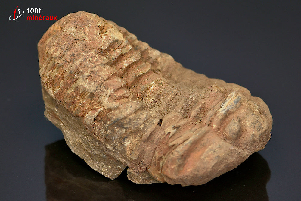 Fossile de trilobite calymene du Maroc