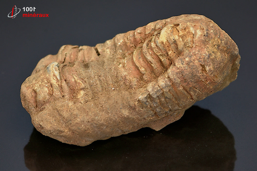 Fossile de trilobite calymene du Maroc