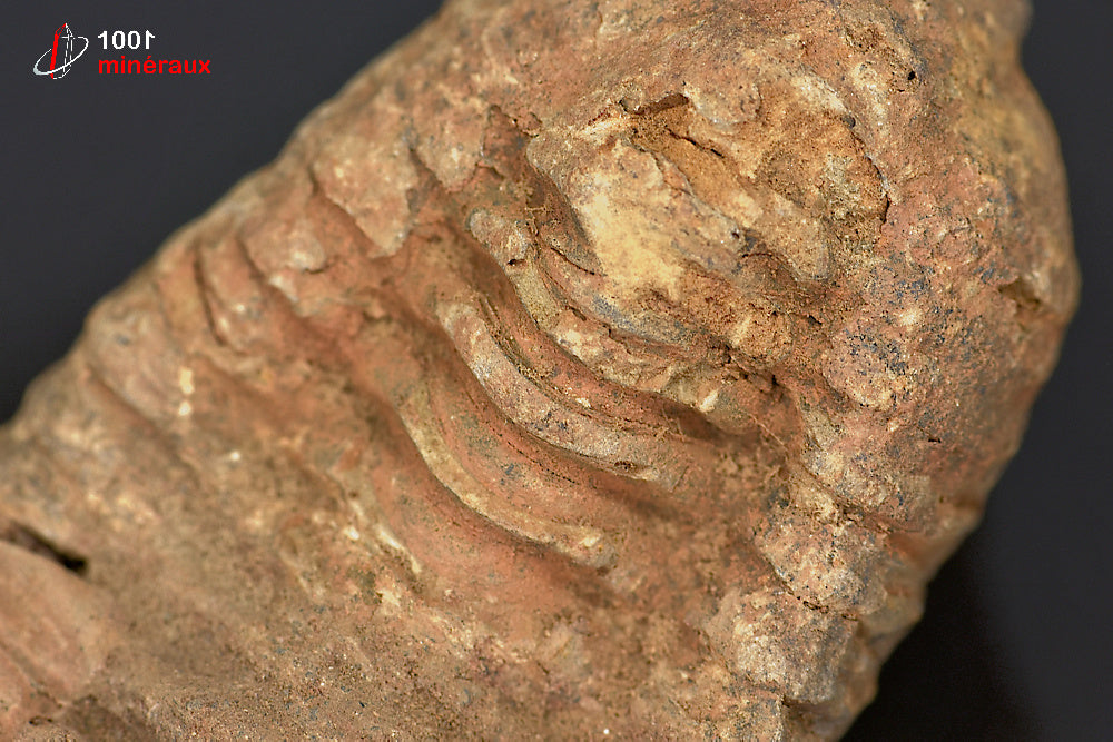 Fossile de trilobite calymene du Maroc