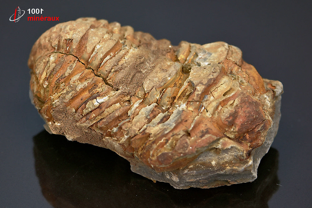 Fossile de trilobite calymene du Maroc