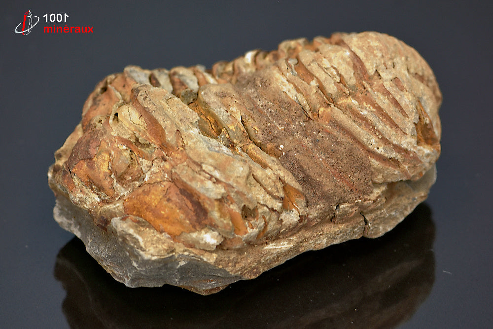 Fossile de trilobite calymene du Maroc