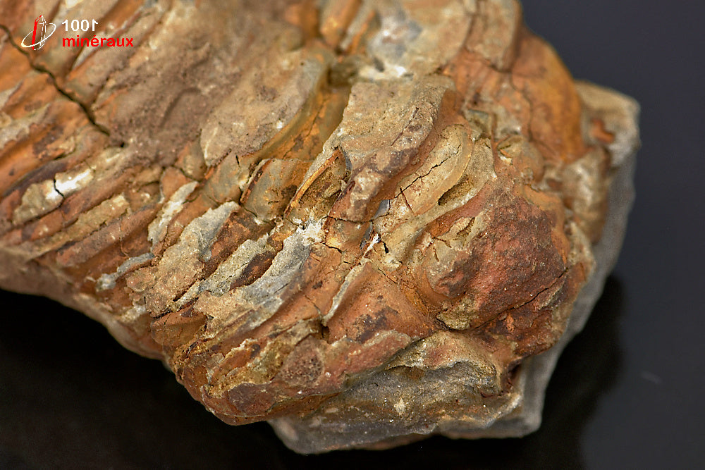 Fossile de trilobite calymene du Maroc