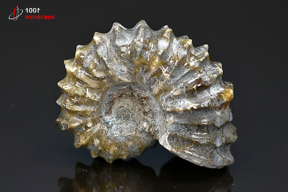Fossile d'ammonite poli de Madagascar
