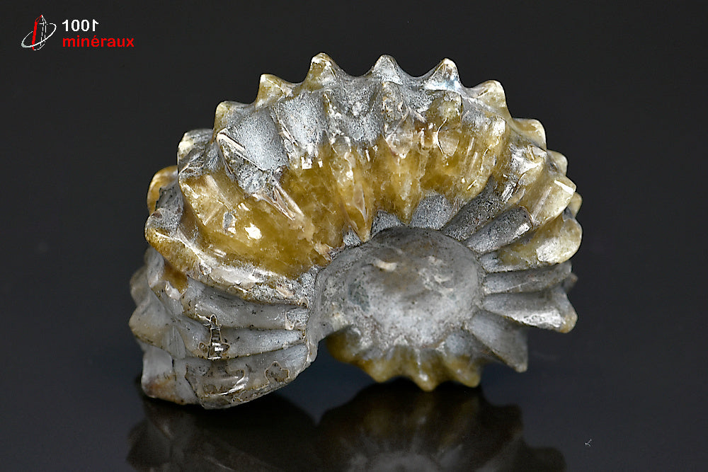 Fossile d'ammonite poli de Madagascar