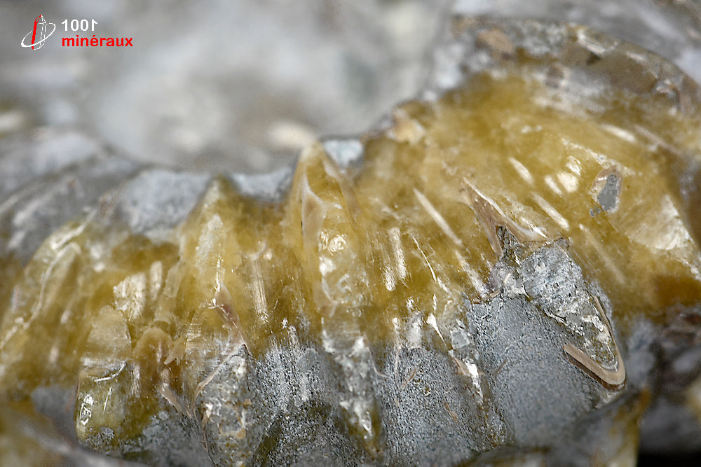 Fossile d'ammonite poli de Madagascar