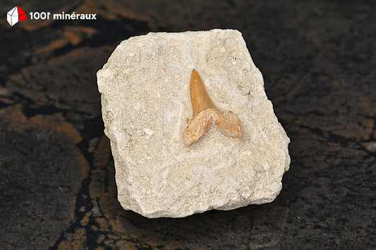 Dent de requin fossile Lamna obliqua sur gangue - Maroc - Vue d'ensemble - 62 g - BL114
