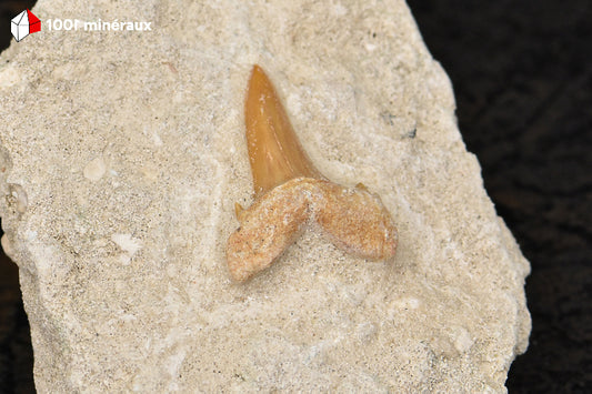 Dent de requin fossile Lamna obliqua - Détail de la couronne aciculaire et de l'émail brun brillant - 2 cm
