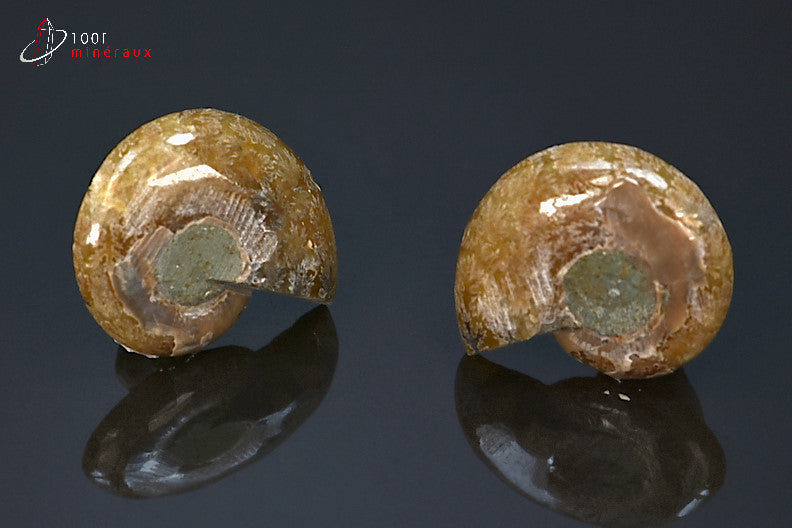 Ammonite fossile sciée jaune de Madagascar