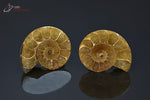 Ammonite Cleoniceras sciée - Madagascar - fossiles 3 cm / 14g / BL325 - Vignette | 1001 minéraux